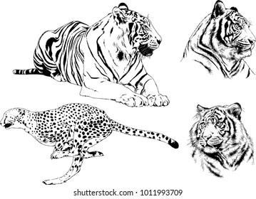 vector drawings sketches different predator , tigers lions cheetahs and leopards are drawn in ink by hand , objects with no background