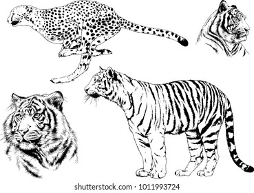 vector drawings sketches different predator , tigers lions cheetahs and leopards are drawn in ink by hand , objects with no background