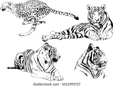 vector drawings sketches different predator , tigers lions cheetahs and leopards are drawn in ink by hand , objects with no background