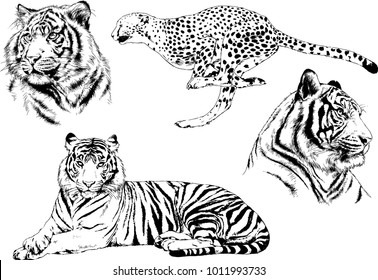 vector drawings sketches different predator , tigers lions cheetahs and leopards are drawn in ink by hand , objects with no background