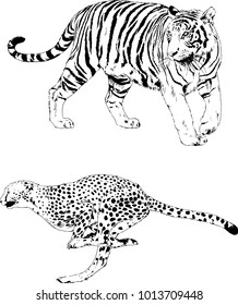 vector drawings sketches different predator , tigers lions cheetahs and leopards are drawn in ink by hand , objects with no background