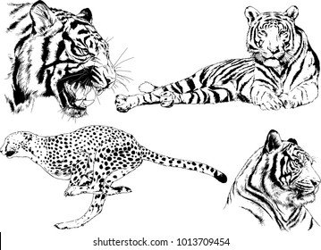 vector drawings sketches different predator , tigers lions cheetahs and leopards are drawn in ink by hand , objects with no background