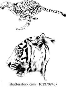 vector drawings sketches different predator , tigers lions cheetahs and leopards are drawn in ink by hand , objects with no background