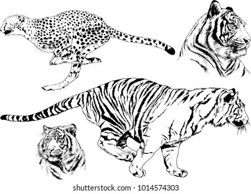 vector drawings sketches different predator , tigers lions cheetahs and leopards are drawn in ink by hand , objects with no background