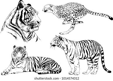 vector drawings sketches different predator , tigers lions cheetahs and leopards are drawn in ink by hand , objects with no background
