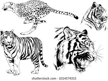 vector drawings sketches different predator , tigers lions cheetahs and leopards are drawn in ink by hand , objects with no background