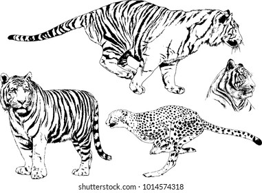 vector drawings sketches different predator , tigers lions cheetahs and leopards are drawn in ink by hand , objects with no background