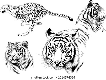 vector drawings sketches different predator , tigers lions cheetahs and leopards are drawn in ink by hand , objects with no background