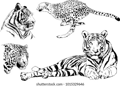 vector drawings sketches different predator , tigers lions cheetahs and leopards are drawn in ink by hand , objects with no background