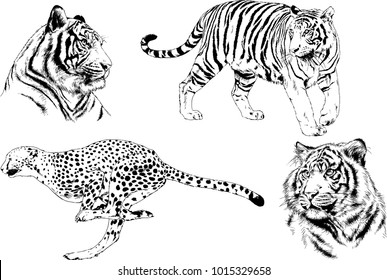 vector drawings sketches different predator , tigers lions cheetahs and leopards are drawn in ink by hand , objects with no background