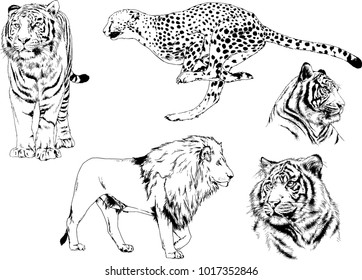 vector drawings sketches different predator , tigers lions cheetahs and leopards are drawn in ink by hand , objects with no background
