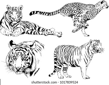 vector drawings sketches different predator , tigers lions cheetahs and leopards are drawn in ink by hand , objects with no background