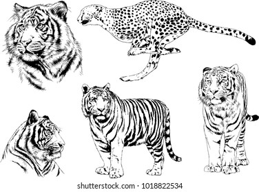 vector drawings sketches different predator , tigers lions cheetahs and leopards are drawn in ink by hand , objects with no background