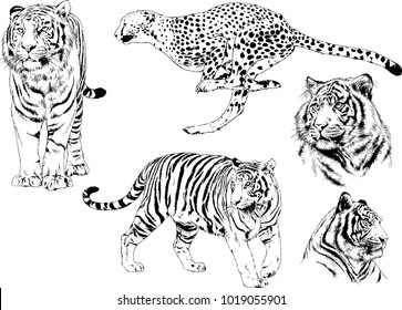 vector drawings sketches different predator , tigers lions cheetahs and leopards are drawn in ink by hand , objects with no background