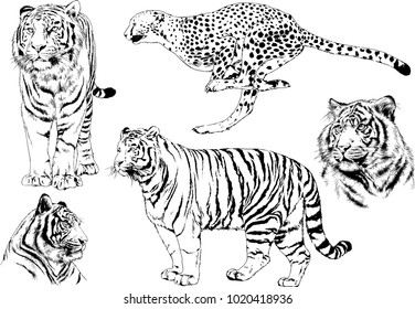 vector drawings sketches different predator , tigers  cheetahs and leopards are drawn in ink by hand , objects with no background