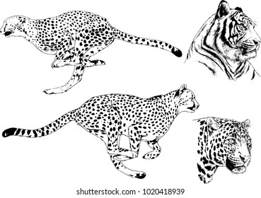 vector drawings sketches different predator , tigers  cheetahs and leopards are drawn in ink by hand , objects with no background