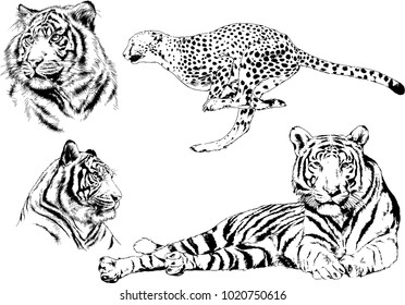 vector drawings sketches different predator , tigers, cheetahs and leopards are drawn in ink by hand , objects with no background