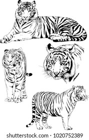 vector drawings sketches different predator , tigers, cheetahs and leopards are drawn in ink by hand , objects with no background