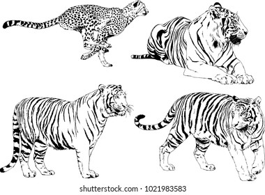 vector drawings sketches different predator , tigers lions cheetahs and leopards are drawn in ink by hand , objects with no background