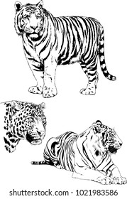 vector drawings sketches different predator , tigers lions cheetahs and leopards are drawn in ink by hand , objects with no background