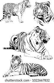 vector drawings sketches different predator , tigers lions cheetahs and leopards are drawn in ink by hand , objects with no background