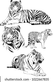 vector drawings sketches different predator , tigers lions cheetahs and leopards are drawn in ink by hand , objects with no background