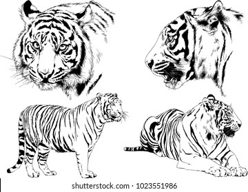 vector drawings sketches different predator , tigers lions cheetahs and leopards are drawn in ink by hand , objects with no background