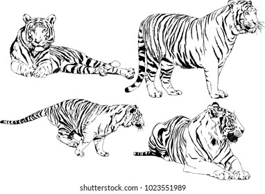 vector drawings sketches different predator , tigers lions cheetahs and leopards are drawn in ink by hand , objects with no background