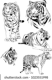 vector drawings sketches different predator , tigers lions cheetahs and leopards are drawn in ink by hand , objects with no background