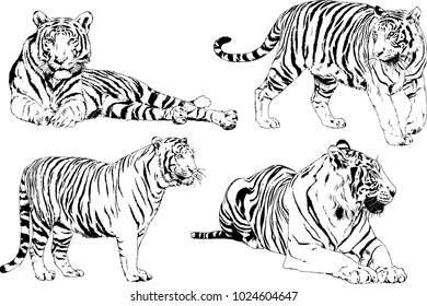 vector drawings sketches different predator , tigers lions cheetahs and leopards are drawn in ink by hand , objects with no background