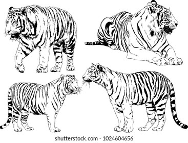 vector drawings sketches different predator , tigers lions cheetahs and leopards are drawn in ink by hand , objects with no background