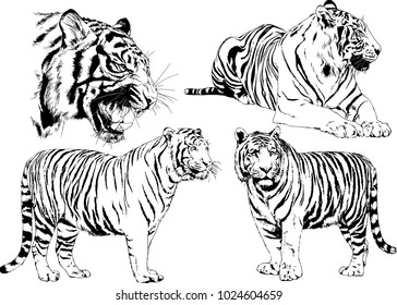 vector drawings sketches different predator , tigers lions cheetahs and leopards are drawn in ink by hand , objects with no background