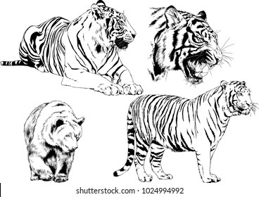 vector drawings sketches different predator , tigers lions cheetahs and leopards are drawn in ink by hand , objects with no background
