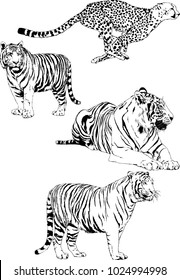 vector drawings sketches different predator , tigers lions cheetahs and leopards are drawn in ink by hand , objects with no background