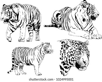 vector drawings sketches different predator , tigers lions cheetahs and leopards are drawn in ink by hand , objects with no background