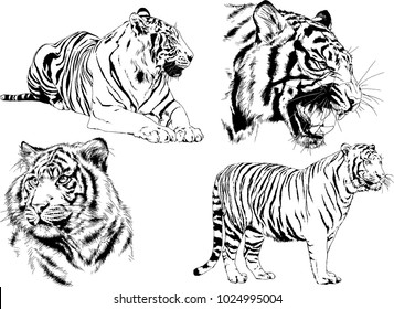 vector drawings sketches different predator , tigers lions cheetahs and leopards are drawn in ink by hand , objects with no background
