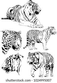 vector drawings sketches different predator , tigers lions cheetahs and leopards are drawn in ink by hand , objects with no background