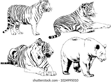 vector drawings sketches different predator , tigers lions cheetahs and leopards are drawn in ink by hand , objects with no background