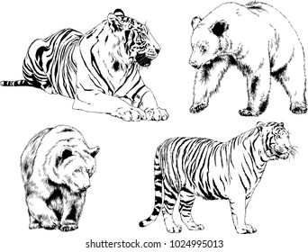 vector drawings sketches different predator , tigers lions cheetahs and leopards are drawn in ink by hand , objects with no background