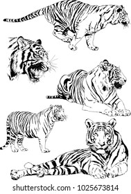 vector drawings sketches different predator , tigers lions cheetahs and leopards are drawn in ink by hand , objects with no background