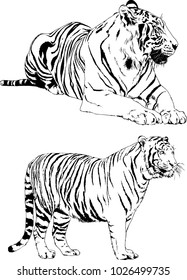 vector drawings sketches different predator , tigers lions cheetahs and leopards are drawn in ink by hand , objects with no background