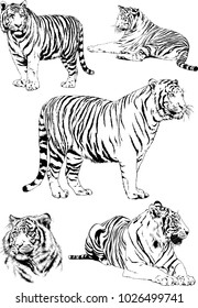 vector drawings sketches different predator , tigers lions cheetahs and leopards are drawn in ink by hand , objects with no background