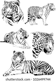 vector drawings sketches different predator , tigers lions cheetahs and leopards are drawn in ink by hand , objects with no background