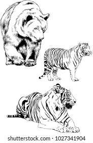 vector drawings sketches different predator , tigers lions cheetahs and leopards are drawn in ink by hand , objects with no background