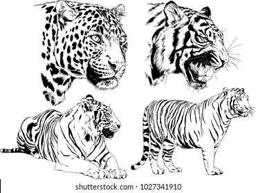 vector drawings sketches different predator , tigers lions cheetahs and leopards are drawn in ink by hand , objects with no background