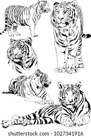 vector drawings sketches different predator , tigers lions cheetahs and leopards are drawn in ink by hand , objects with no background