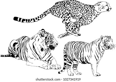 vector drawings sketches different predator , tigers lions cheetahs and leopards are drawn in ink by hand , objects with no background