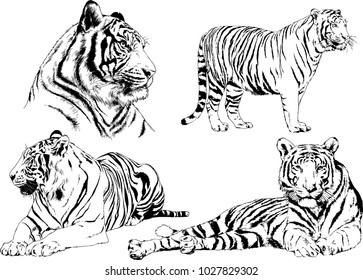 vector drawings sketches different predator , tigers lions cheetahs and leopards are drawn in ink by hand , objects with no background
