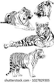 vector drawings sketches different predator , tigers lions cheetahs and leopards are drawn in ink by hand , objects with no background
