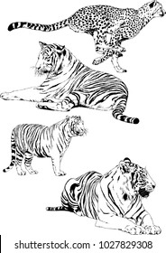 vector drawings sketches different predator , tigers lions cheetahs and leopards are drawn in ink by hand , objects with no background
